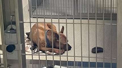 Un chien allongé dans son box dans un refuge