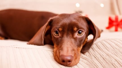 Un chien allongé sur un canapé