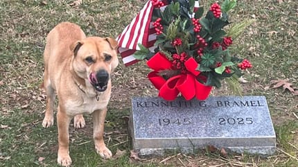 Un chien assis devant une tombe dans un cimetière