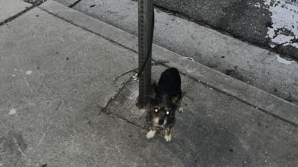 Ein angebundener Hund.