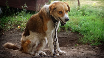Un chien attaché à une chaîne