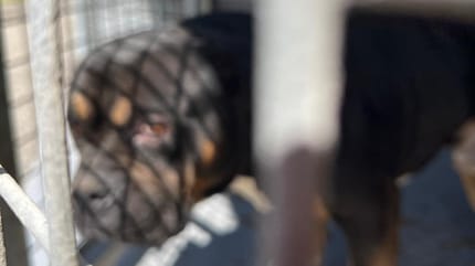 Un chien au regard triste qui a été abandonné