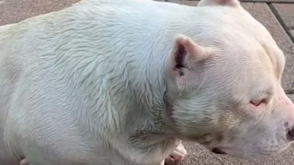 Un chien aux poils verts