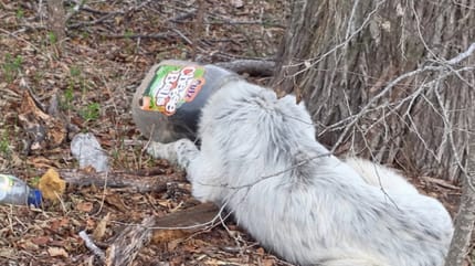 Un cane con una bottiglia intorno al collo