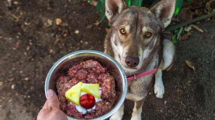 un chien avec une cuisse de poulet dans la gueule