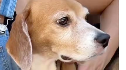 Ein Beagle-Hund