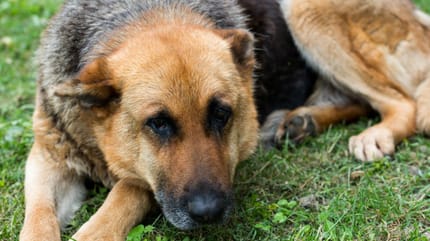 Un chien Berger Allemand