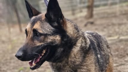 Un chien berger allemand croisé malinois