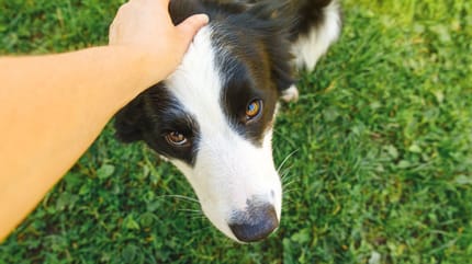 Un chien Border Collie se fait caresser