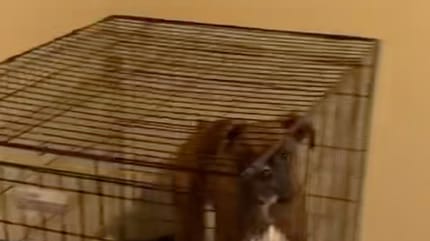 Un chien boxer dans une cage