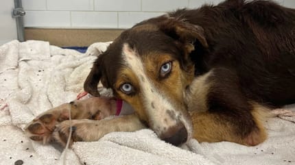 Un chien couvert de tiques