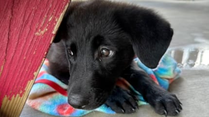 Un chien croisé
