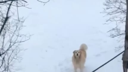 Un chien dans la neige en train d'aboyer