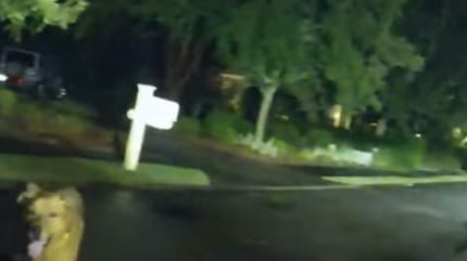 A dog at night