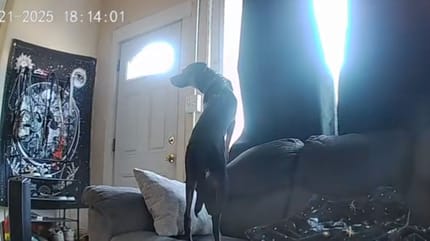 Un chien dans le salon
