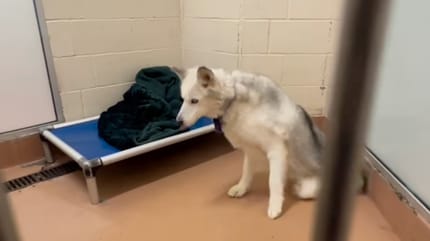Un chien dans un refuge