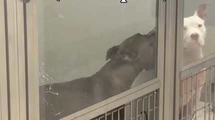 Un chien dans un refuge