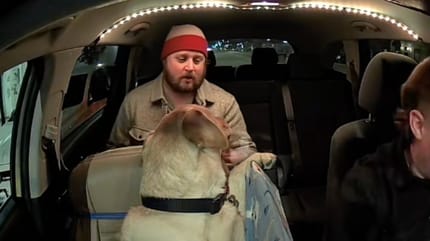 Ein Hund in einem Taxi