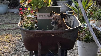 Un cane in una carriola