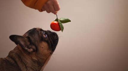 Un chien devant un clémentine