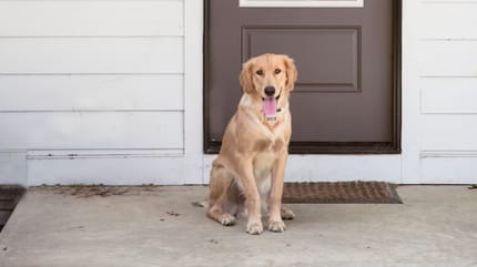 Un chien devant une porte