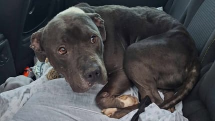 Un chien donné sur leboncoin