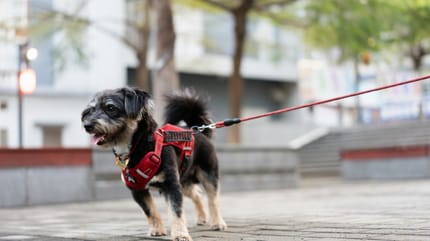 Un cane a passeggio in estate