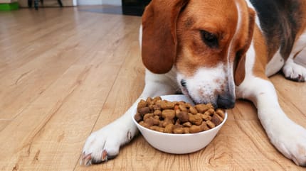 Un chien en train de manger