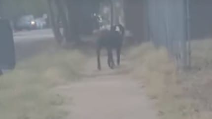 Un chien errant
