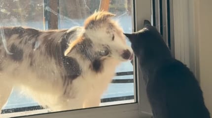 Ein Hund und eine Katze