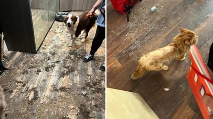 Un chien et un chat dans le logement insalubre