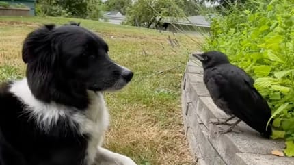 A dog and a crow together