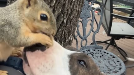 Un cane e uno scoiattolo amici