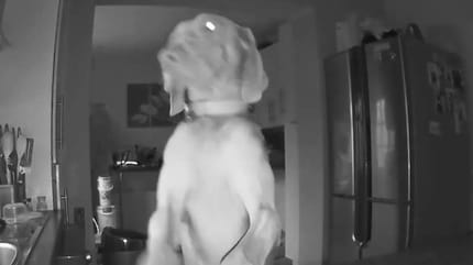 Un chien filmé par une caméra