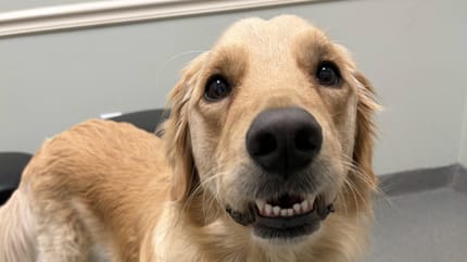 Ein Golden Retriever