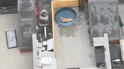 Un chien Golden Retriever dans une piscine