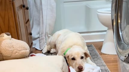 Un chien prostré dans un coin