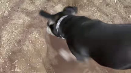 A dog digging a hole in the ground