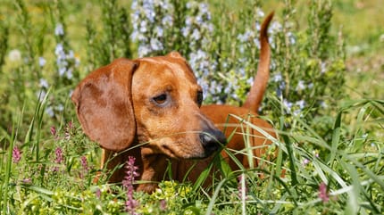 A dog out for a walk in a park
