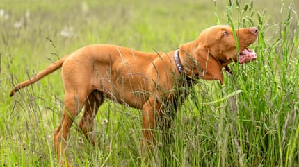 un chien qui mange de l'herbe