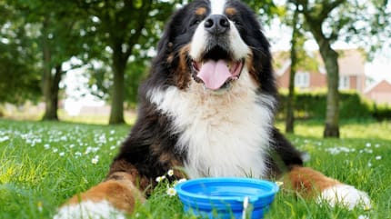 Un chien qui prend le soleil