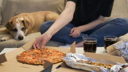Un chien regarde une pizza