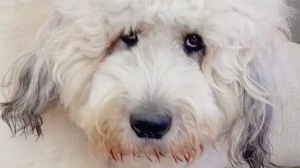 Un chien Saint-Berdoodle