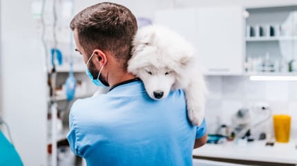 Un chien samoyède dans les bras d'un vétérinaire