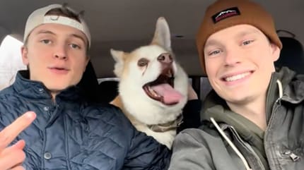 Ein Hund, der von Influencern gerettet wurde