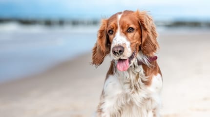 Un chien sur la plage