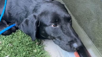 Un cane triste al rifugio