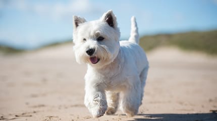 Un chien West Highland White Terrier