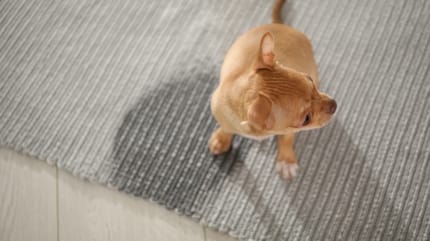 A Chihuahua