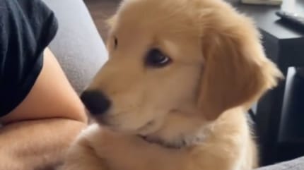 Un chiot